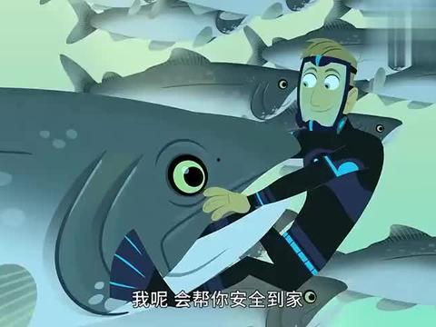 鲨鱼最新爆料视频下载免费,独家内容免费下载，带你探秘幕后真相